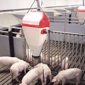 pig dry and wet automatic feeder for conservation and fatten for pigs hog dry and wet feeder