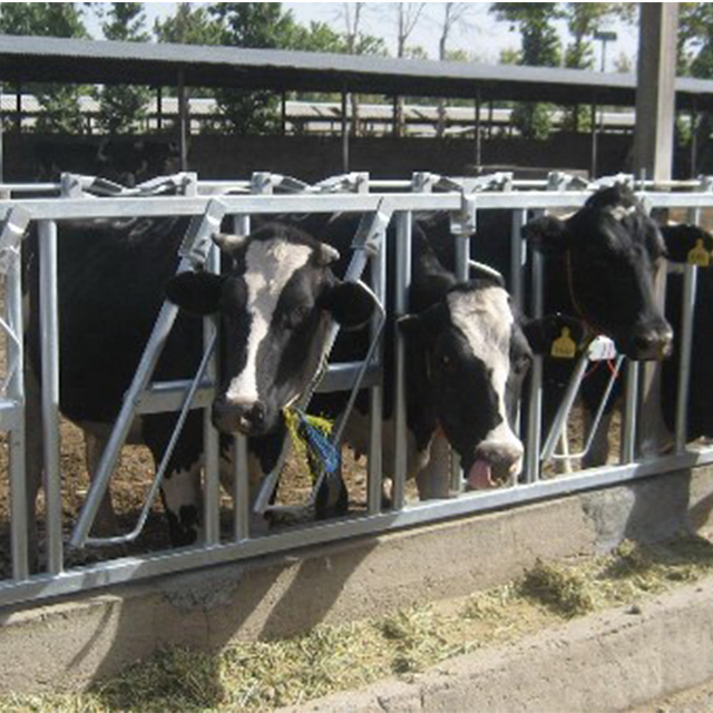 Dairy cattle breeding equipment cow headlock Livestock cattle panel equipment