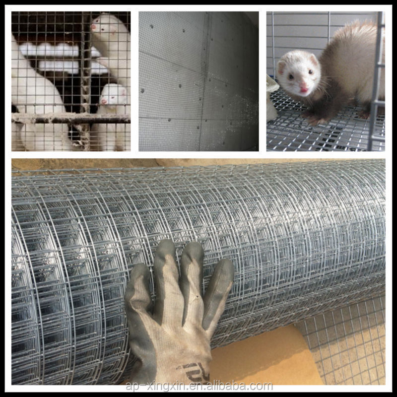 welded wire mesh for mice, 1x1 inch Aperture Galvanized welded wire mesh (I - 007)