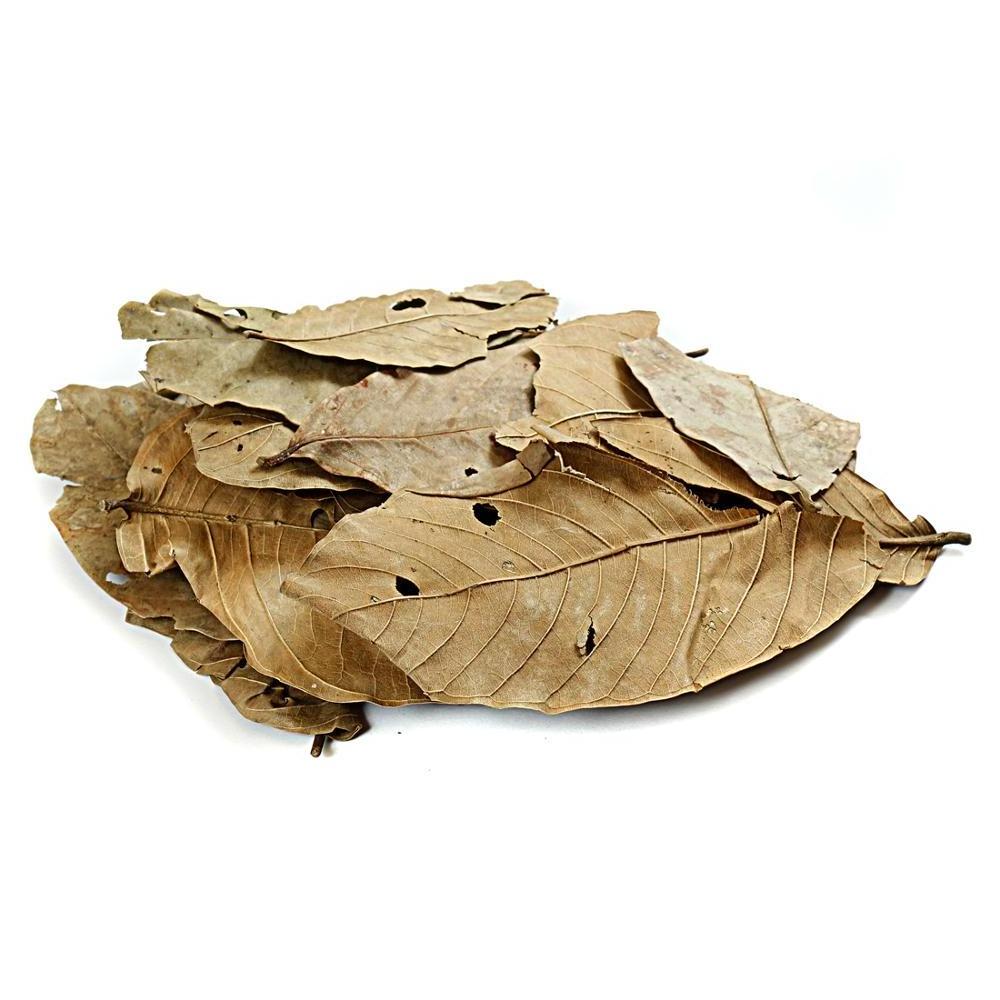 DRIED Banaba Leaf  Lagerstroemia speciosa leaves