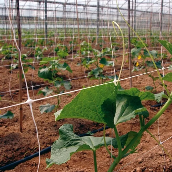 Cucumber net plant support net good quality cucumber climbing nets