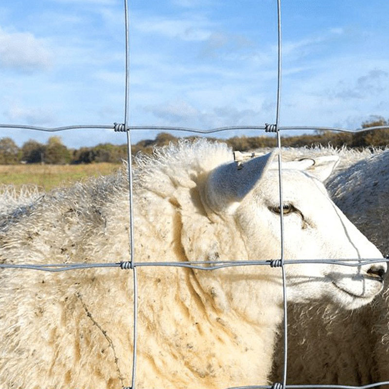 Electric Fence For Animals Galvanized Sheep Farm Net Cattle Fence Goat Farming Sheep Farm/Field/Deer Fence Net