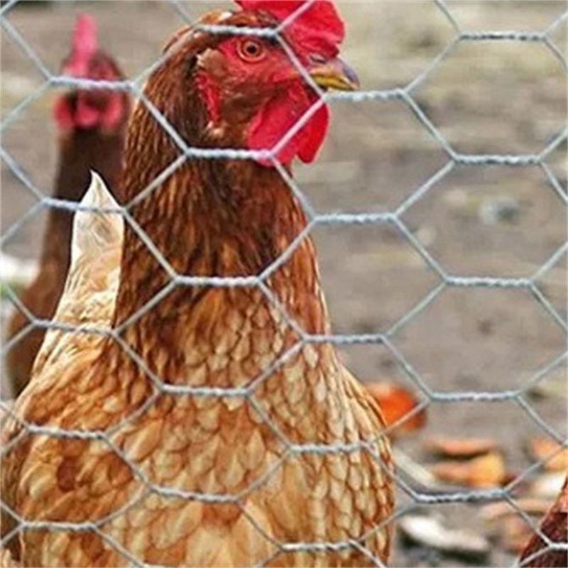 Galvanized /pvc Coated Hexagonal Wire Mesh Chicken Fence For Poultry Farm Mesh Net