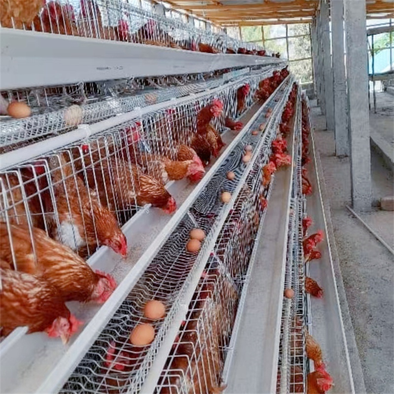 chicken laying cage galvanized automatic A type chicken cages layer poultry for farming