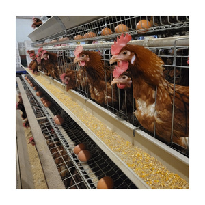 galvanized poultry farm animal cage layer farming equipment battery cage system egg chicken cage