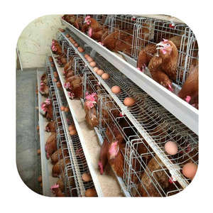 poultry farm laying hens used layer battery chicken cage