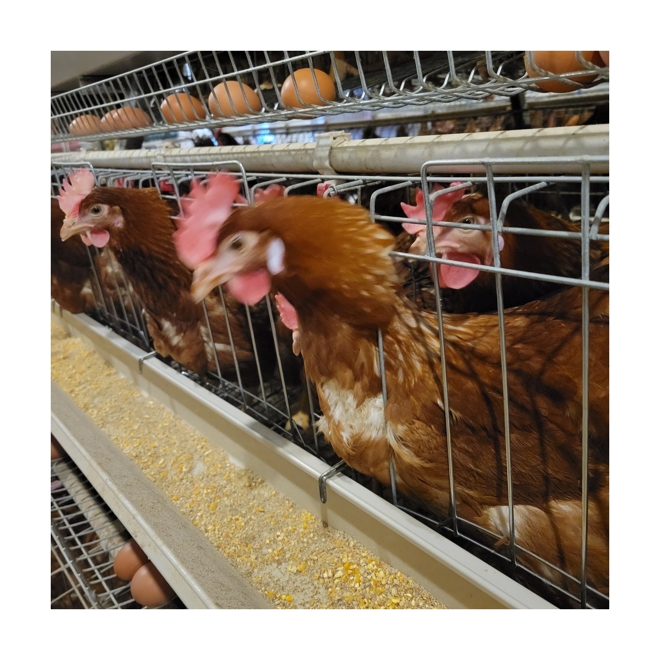 H type fully automatic egg collection chicken cages egg layer chicken cage for modern chicken poultry farm