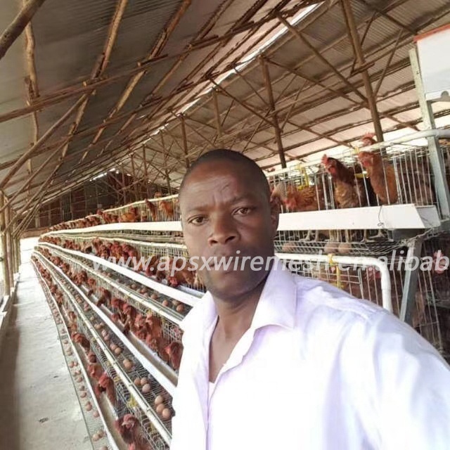 chicken laying cage galvanized automatic A type chicken cages layer poultry for farming