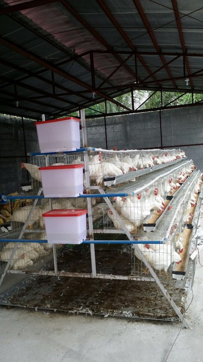 Chicken Cage Poultry Raising Equipment for Large Scale Poultry Farm cage