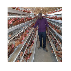 Poultry Farm Chicken Laying Cage Used Layer Battery Chicken Cage In Zambia