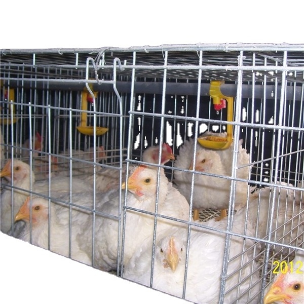 Broiler Poultry house  H Type Battery Broiler Chicken Cage for nigeria nipple drinker capacity 80 broilers