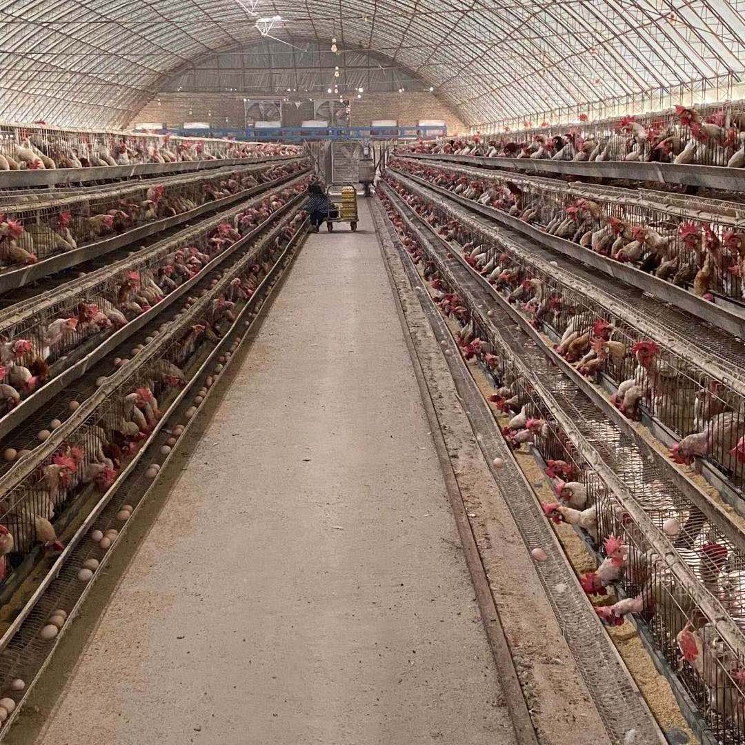 poultry farm laying hens used layer battery chicken cage