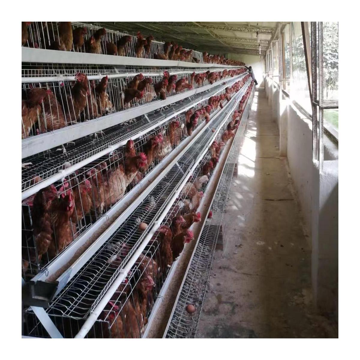 5000 Layers Poultry Farm Design Use Galvanized Semi Automatic Layer Chicken Cage H Type or A Type Battery Cage for Sale