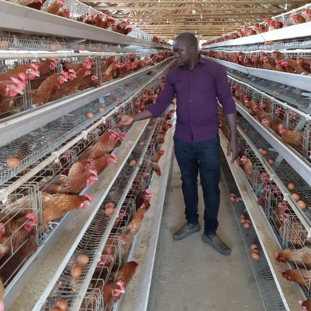 Egg laying hen battery layer cage for poultry farm