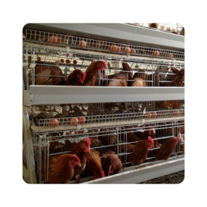 Chicken Cage Poultry Raising Equipment for Large Scale Poultry Farm cage