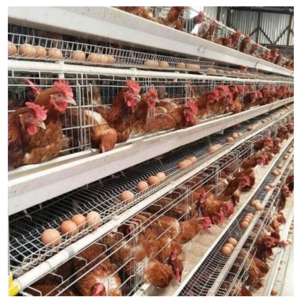 Poultry Farm Laying Hens Used Layer Battery Chicken Cage