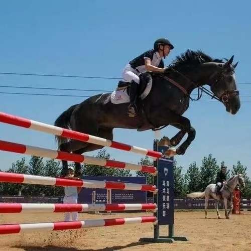 Horse Show Jumps Equestrian hurdle Equestrian competition obstacles Horse Jumping Obstacle