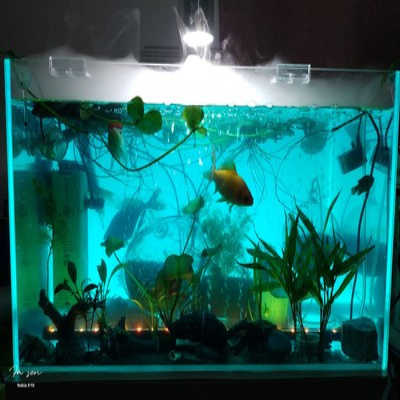 Hot Aquarium Accessories Bag Plants Aquarium Decoration Plants Decoration Fish Tank Aquarium Plastic Green 100% Imported Lucite