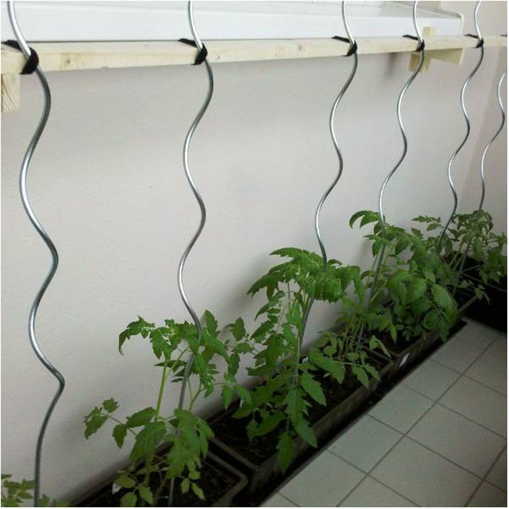 Galvanized metal wire Tomato Spiral Support/spiral plant support/tomato plant support stakes