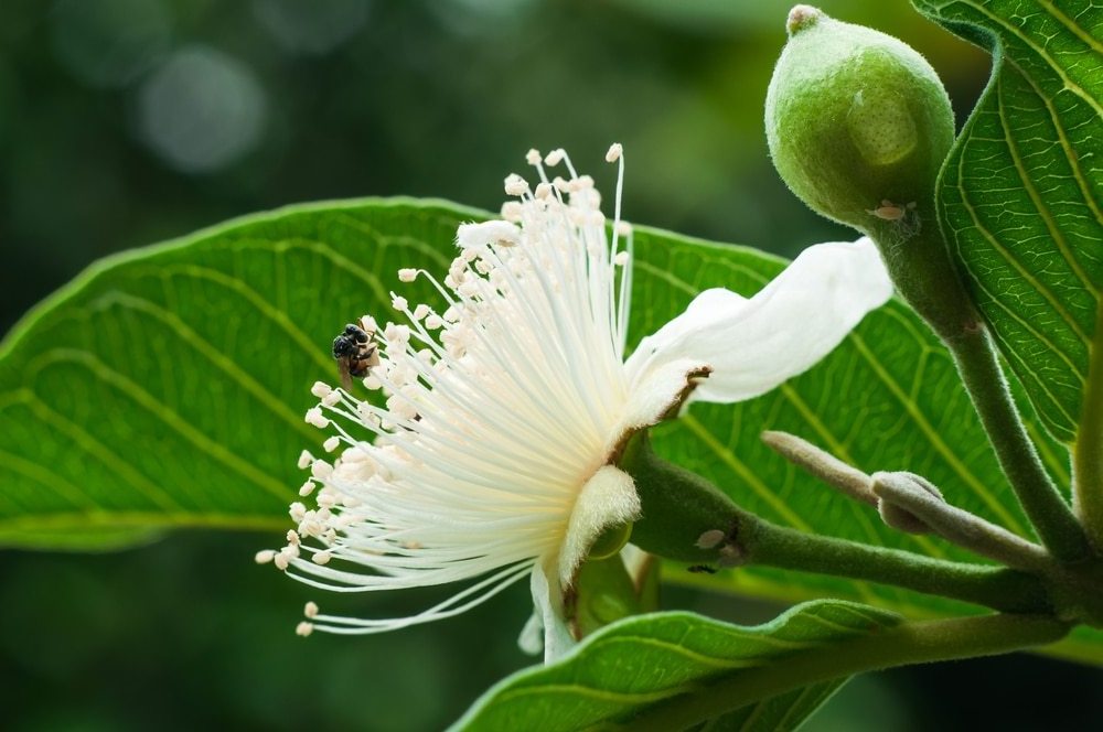 Guava Seed Carrier Oil For Beauty care Applications - Natural Cold Pressed Carrier Oil Manufacturer