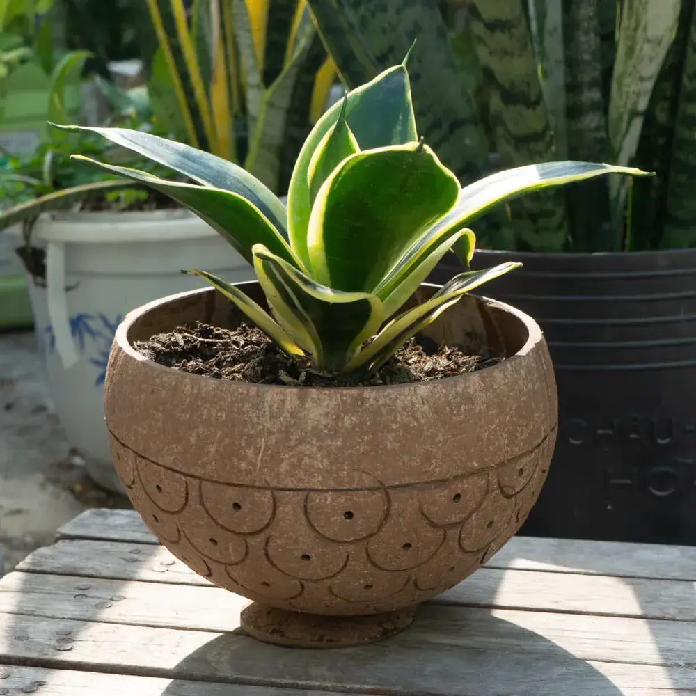 Hand Carved Dragon Scales Coconut Planter Pot Eco-friendly Wholesale Coconut Shell Stand Plant Pot