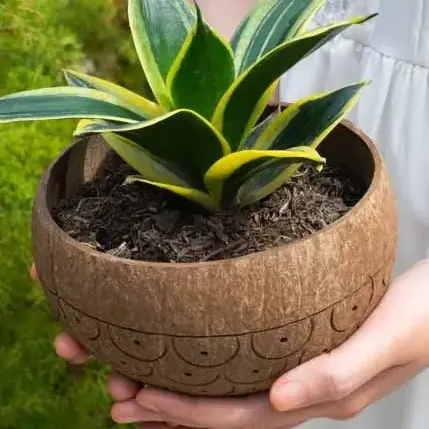 Hand Carved Dragon Scales Coconut Planter Pot Eco-friendly Wholesale Coconut Shell Stand Plant Pot