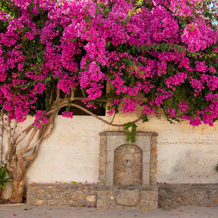 Artificial Bougainvillea Vine Flower For Wedding Backdrop Arch Wall Hanging Decoration