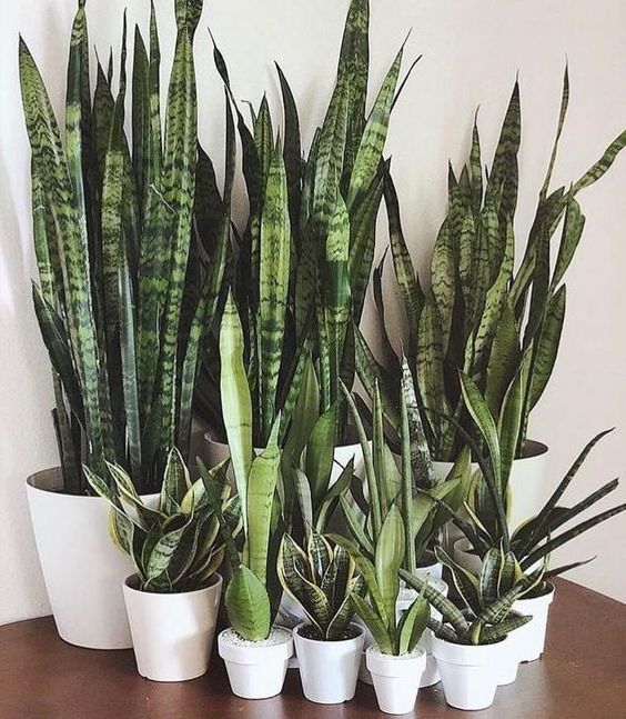 home decoration Artificial  Snake  plant with  pot / wholesale indoor artificial sansiveria bonsai potted plants