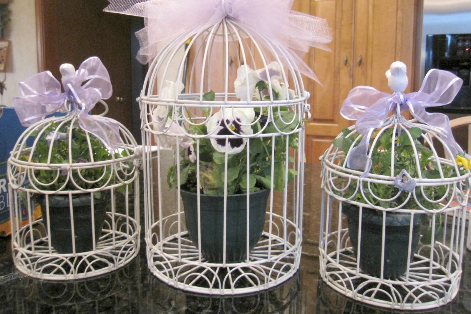 stainless steel Bird Cage