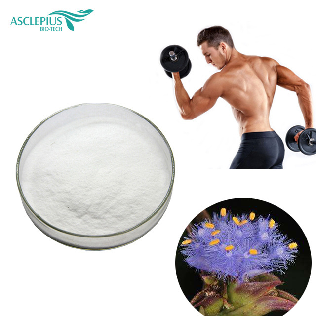 High Quality cyanotis vaga extract powder with beta ecdysterone