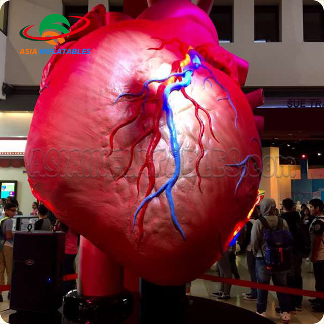 Vivid giant inflatable heart/Inflatable heart Organ for display