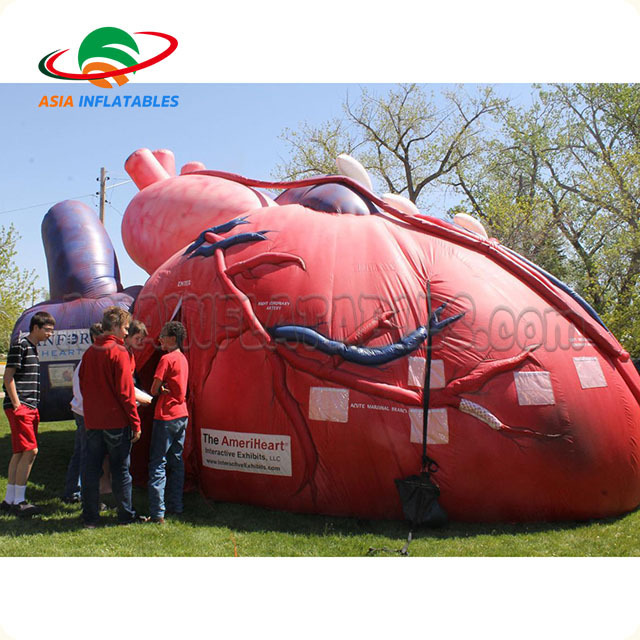 Vivid giant inflatable heart/Inflatable heart Organ for display