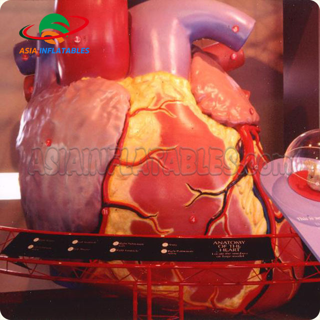 Vivid giant inflatable heart/Inflatable heart Organ for display