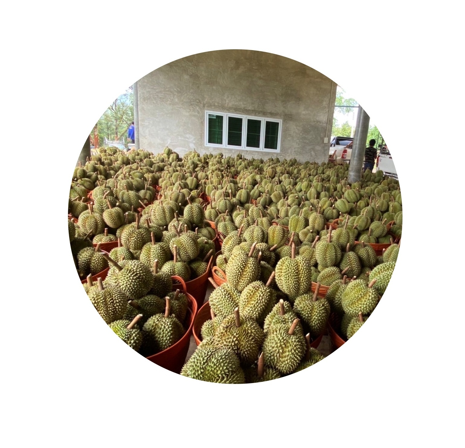 New season 2022 Fresh Durian monthong from Thailand Book now for whole year shipment small MOQ 1000 kgs can ship by Air