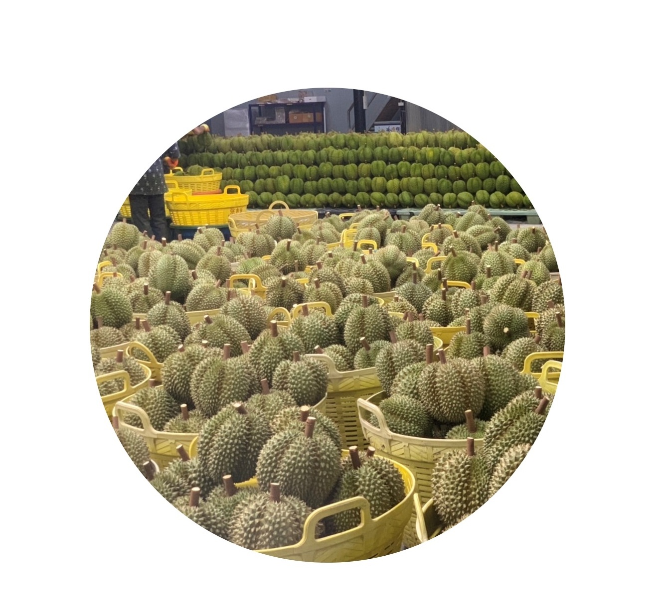 OEM brand Small quantity 2000 kilograms 2022 new season Fresh durian from Thailand - We can only service you as our agent