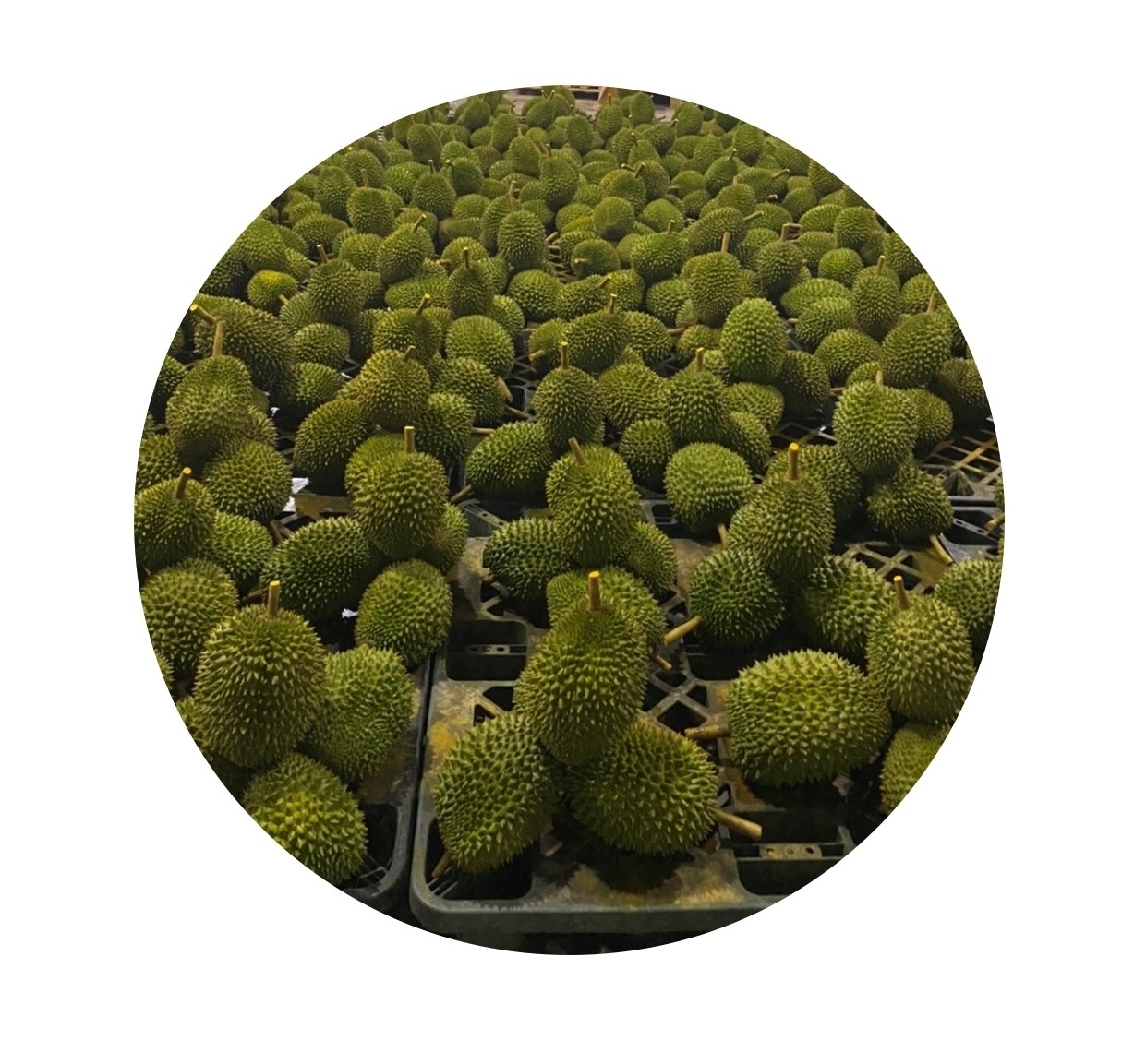 OEM Service 1000 kgs small shipment accept 2022 new season Fresh durian from Thailand - We can only service you as our agent