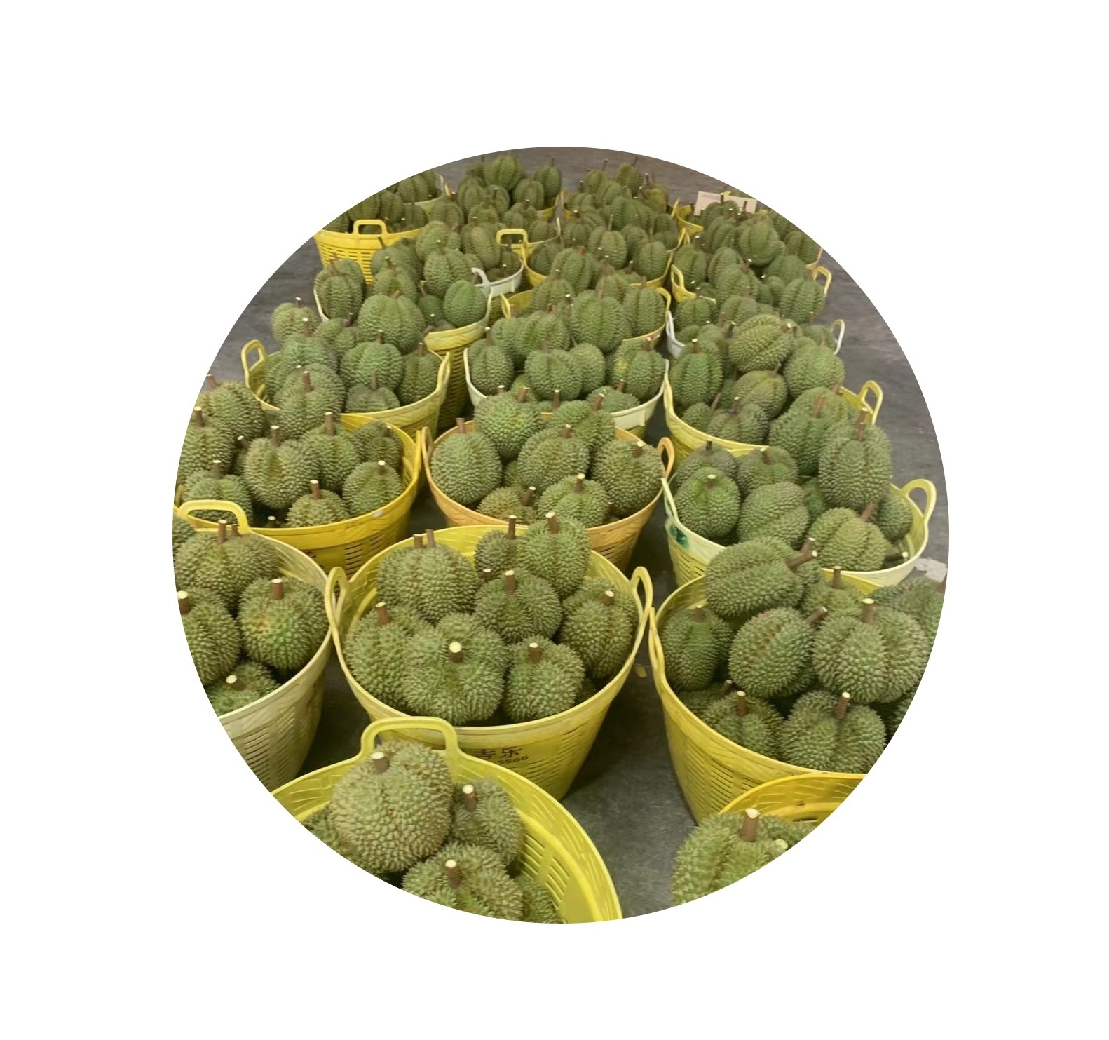 OEM Service 1000 kgs small shipment accept 2022 new season Fresh durian from Thailand - We can only service you as our agent