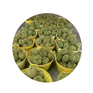 OEM Service 1000 kgs small shipment accept 2022 new season Fresh durian from Thailand - We can only service you as our agent