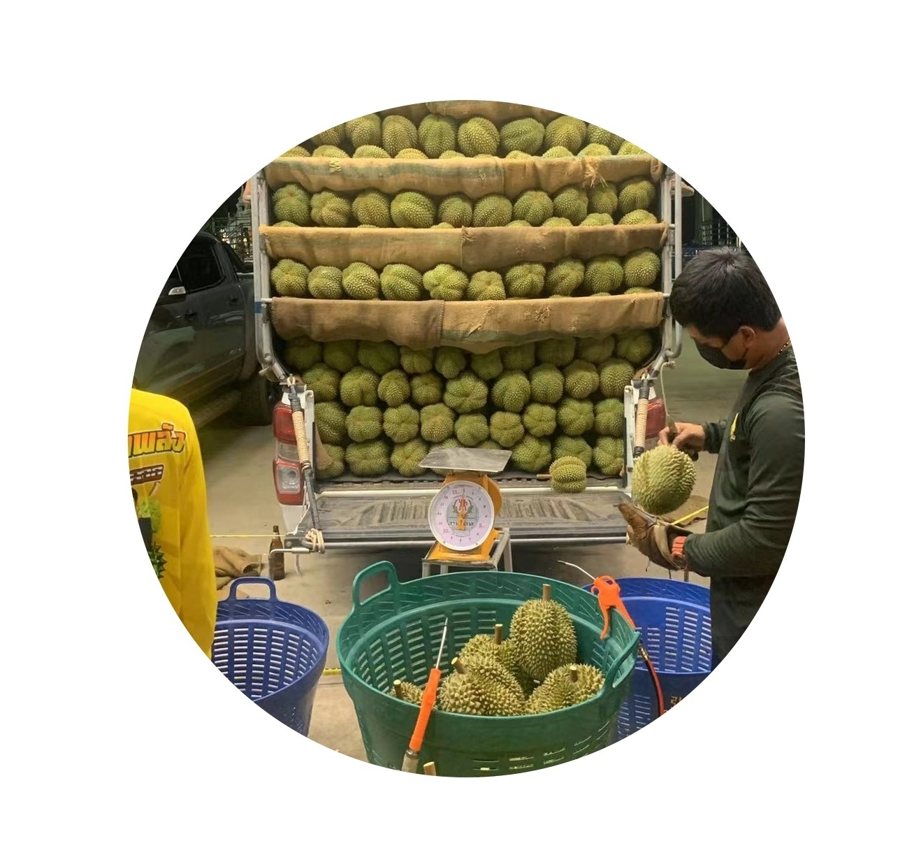 New season 2022 Fresh Durian monthong from Thailand Book now for whole year shipment small MOQ 1000 kgs can ship by Air