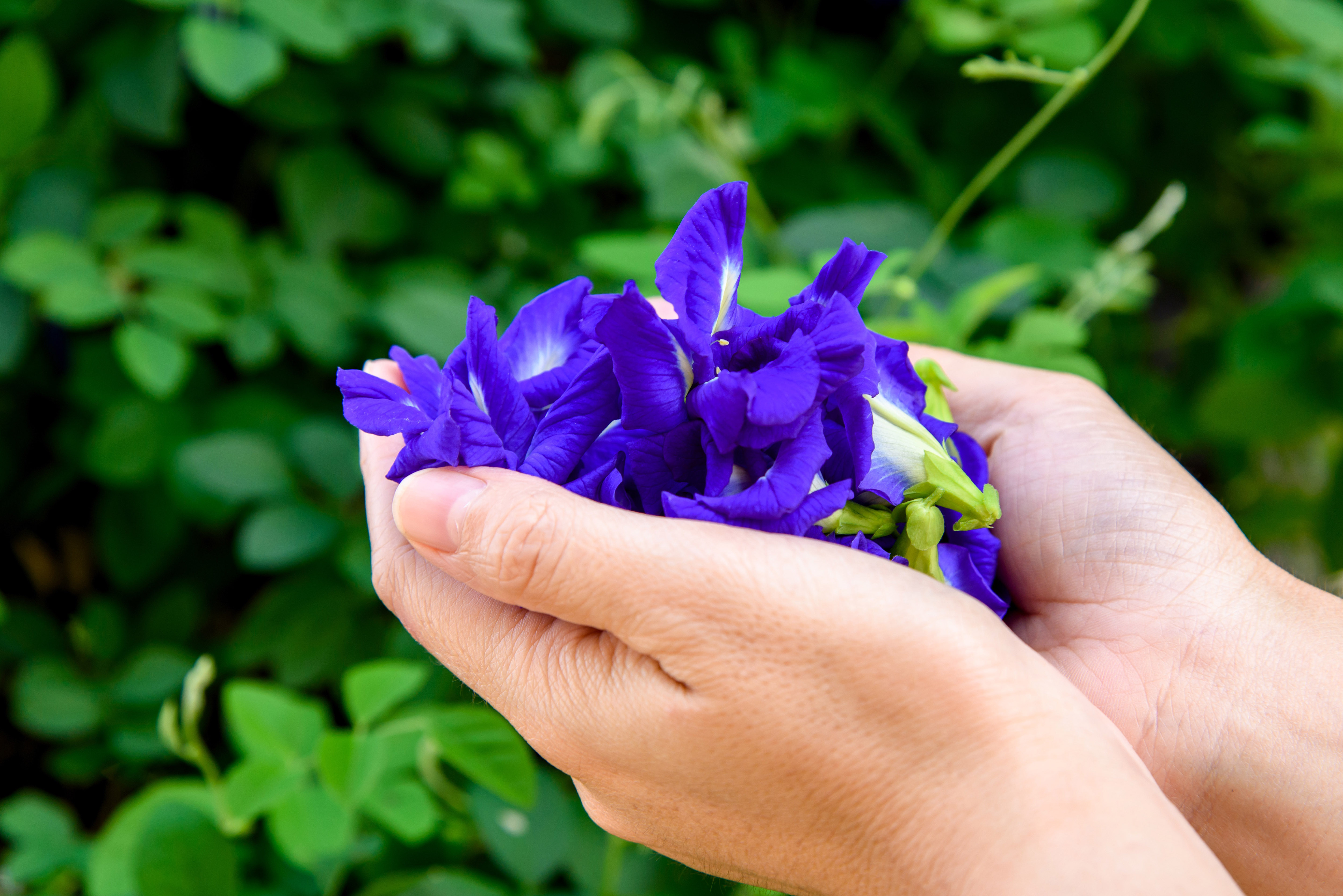 Organic Butterfly Pea Tea USDA & EU Organic Certified Premium Herbal Organic Tea Wholesale From Thailand Butterfly Pea Flower