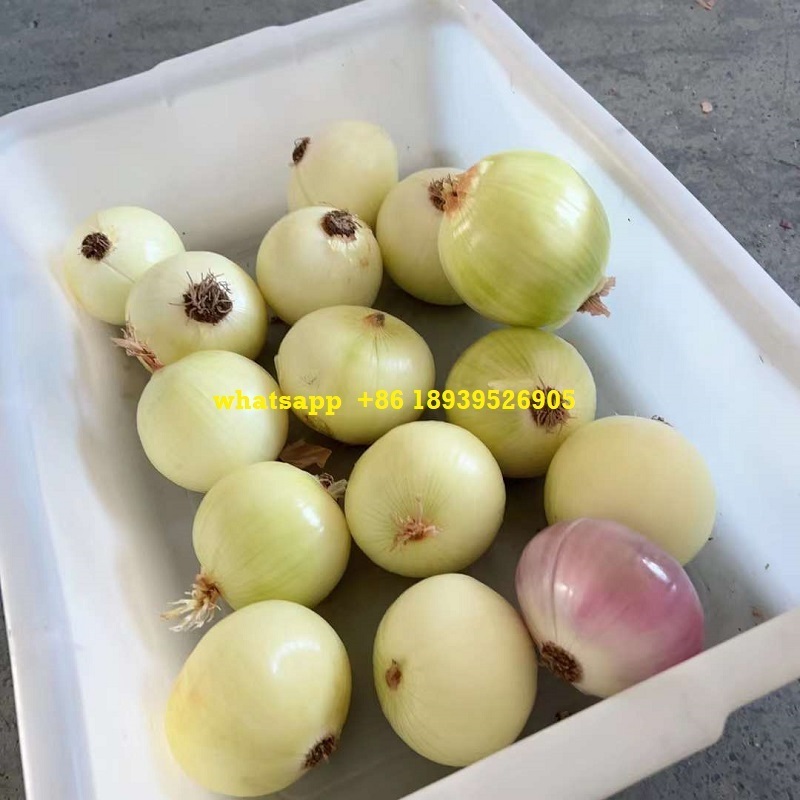 Pneumatic onion skin peeling removing machine automatic onion garlic peeling machine shallot peeler machine for hot sale