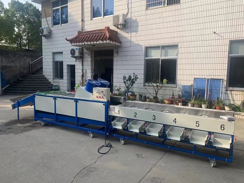 Apple Washing Machine Lemon Waxing Sorting Machine Avocado Grading Machine For Fruit Processing Line