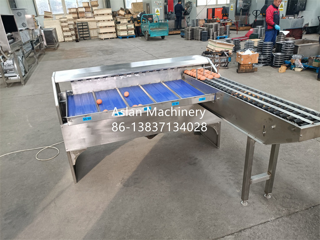 egg weight classifier grader/egg grading packing machine/egg sorter