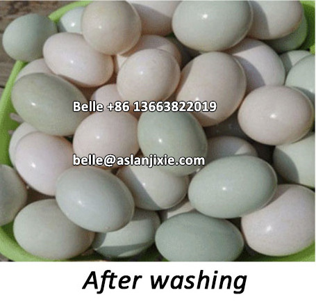 Commercial Salt Water Egg Washing Machine Chicken Duck Egg Mud Cleaning Machine