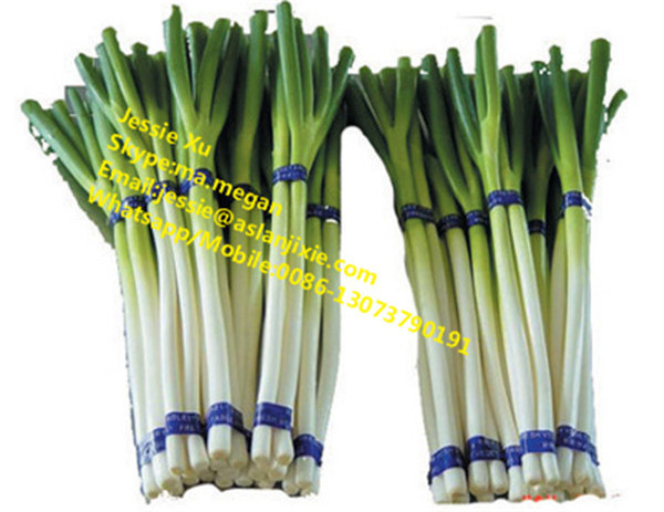 SUS spring onion cutting machine/spring onion cutter slicer shredder