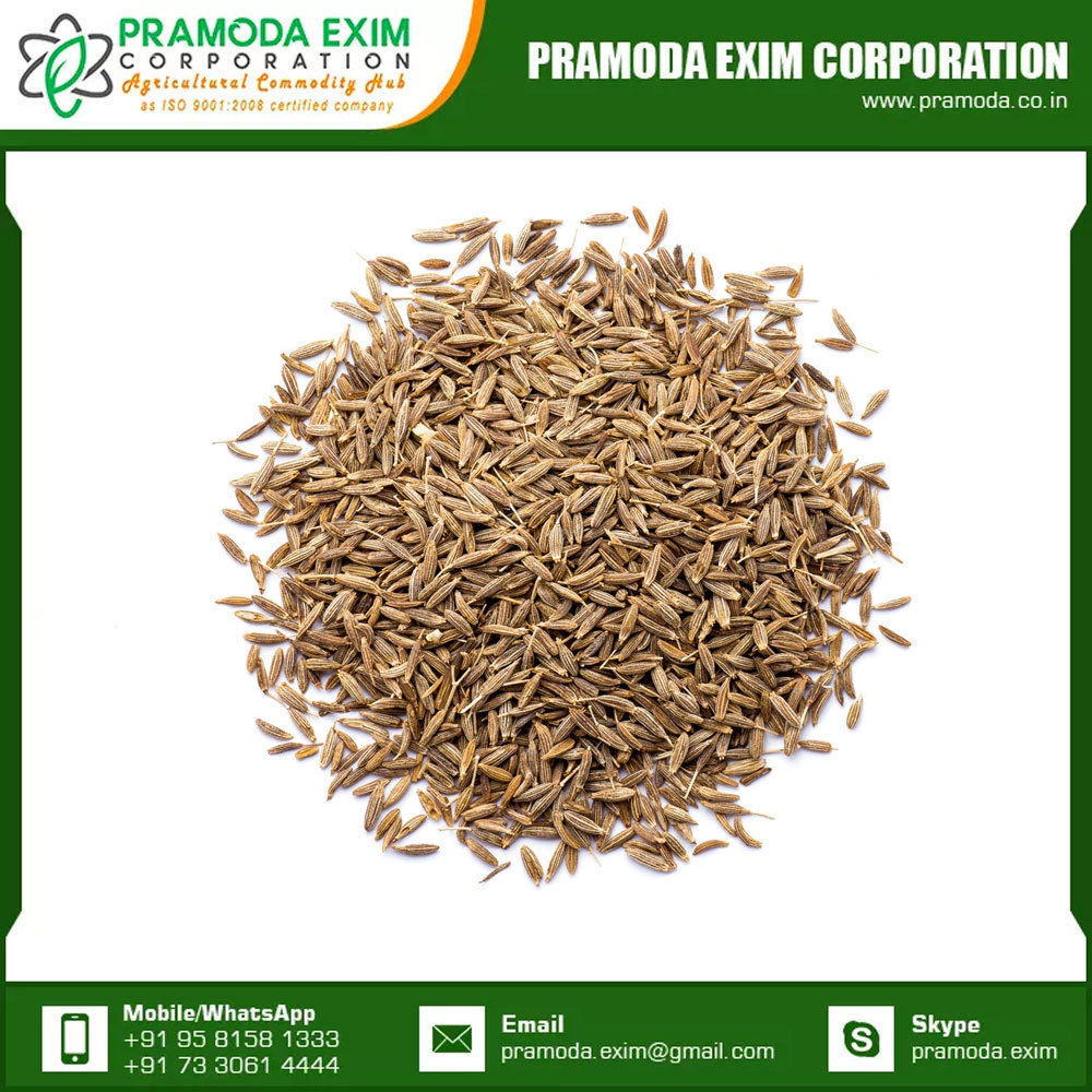 Best Quality Cumin Single Spices High Quality Bulk Cumin Seed Single Spices & Herbs