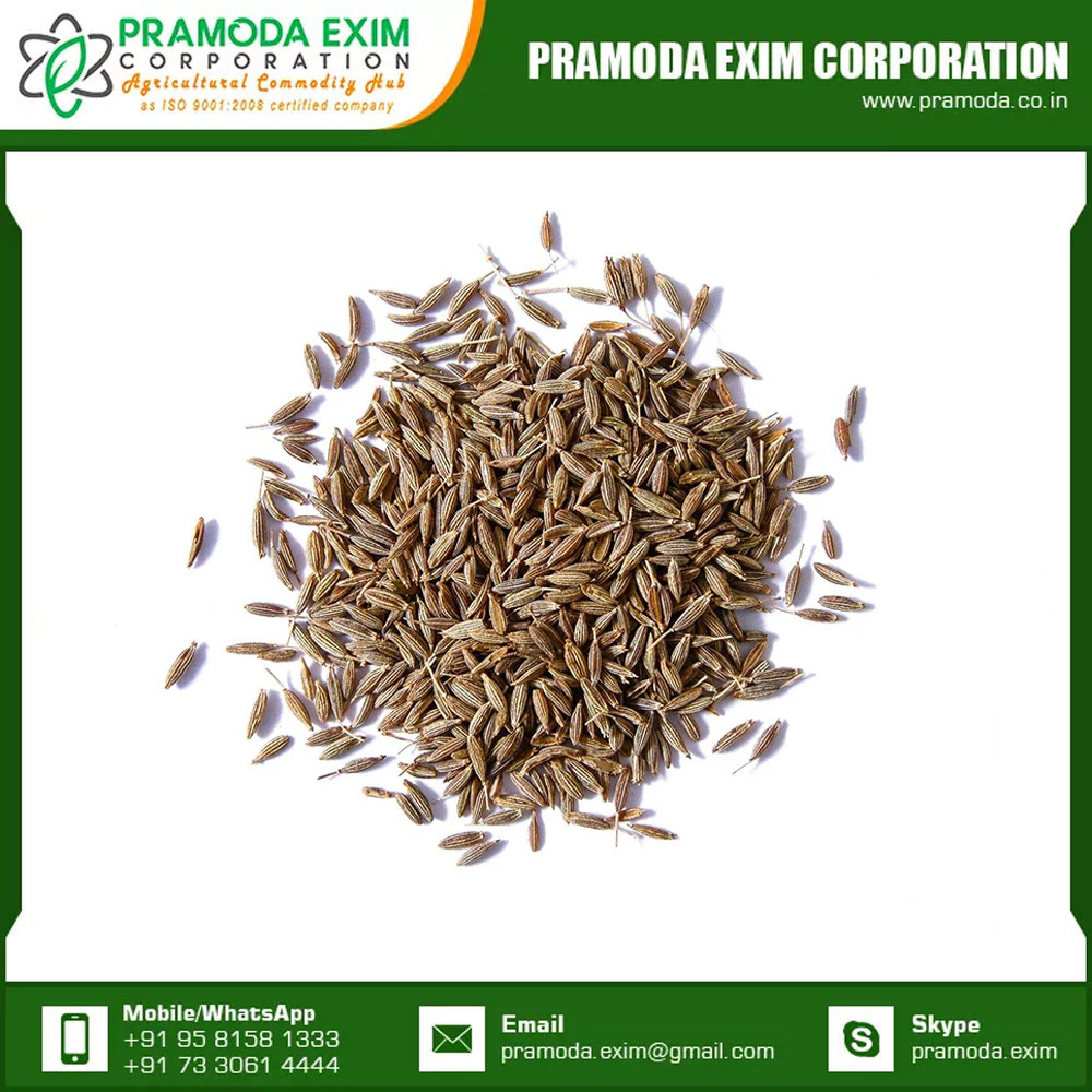 Best Quality Cumin Single Spices High Quality Bulk Cumin Seed Single Spices & Herbs From India