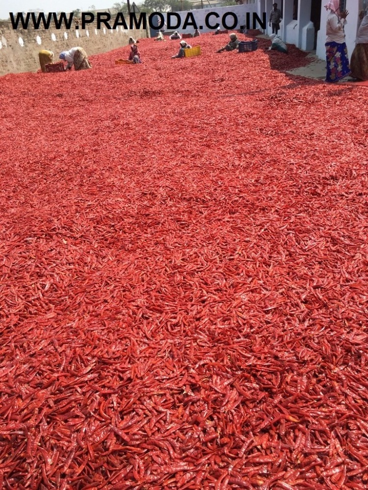 Wholesale Price Dry Red Chilies/4884 Red Chilli