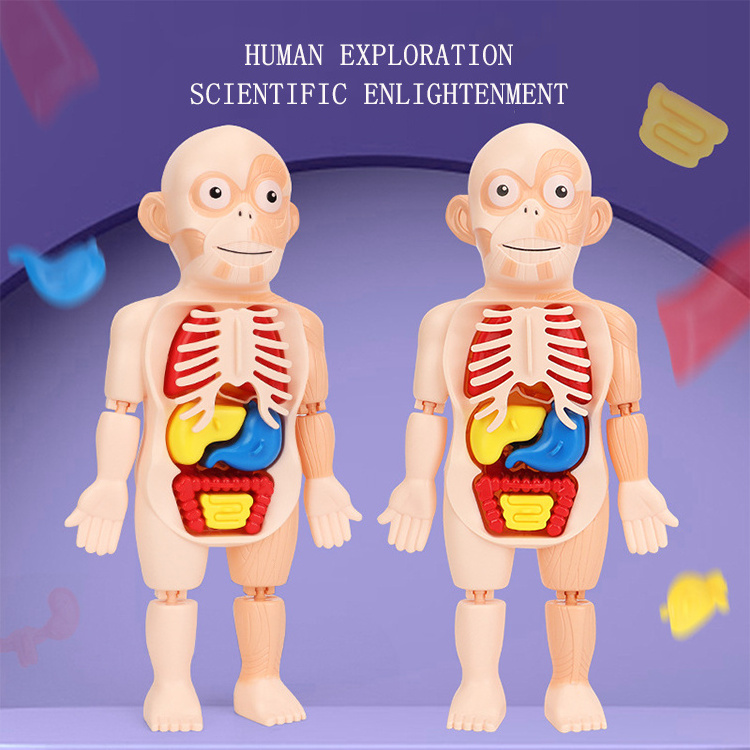 Kid 3D Puzzle Human Body Anatomy Model Educational Learning Organ Toy Torso Skeleton Human Body Teaching Tool For Children