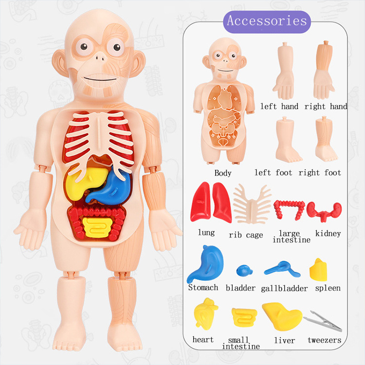 Kid 3D Puzzle Human Body Anatomy Model Educational Learning Organ Toy Torso Skeleton Human Body Teaching Tool For Children